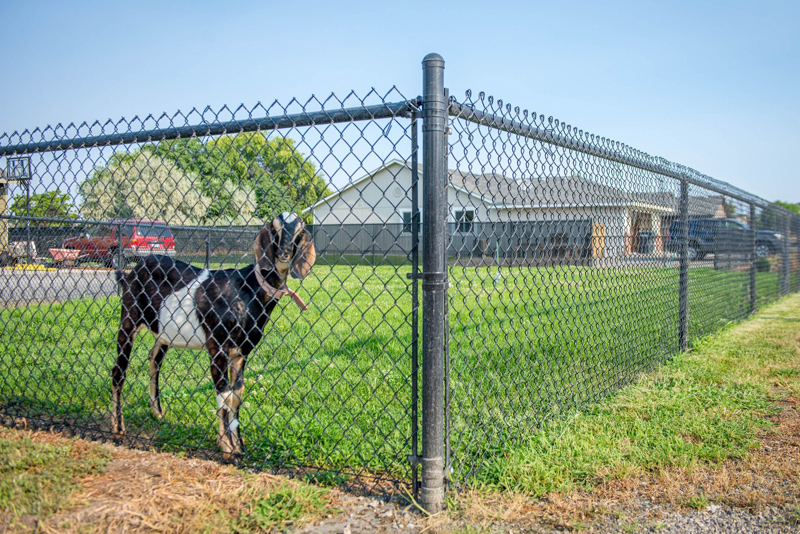 Residential Chain Link Fencing Residential Chain Link Fencing