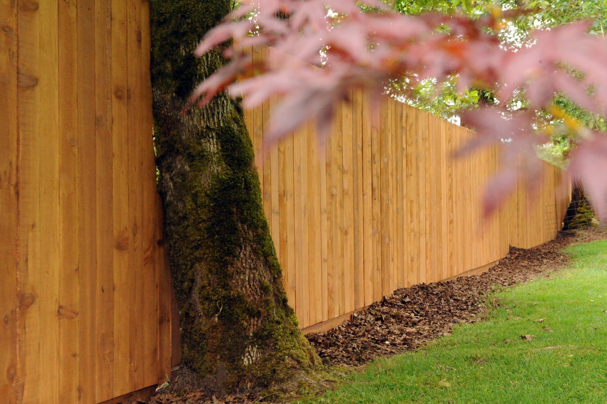 stained solid style fence going around tree