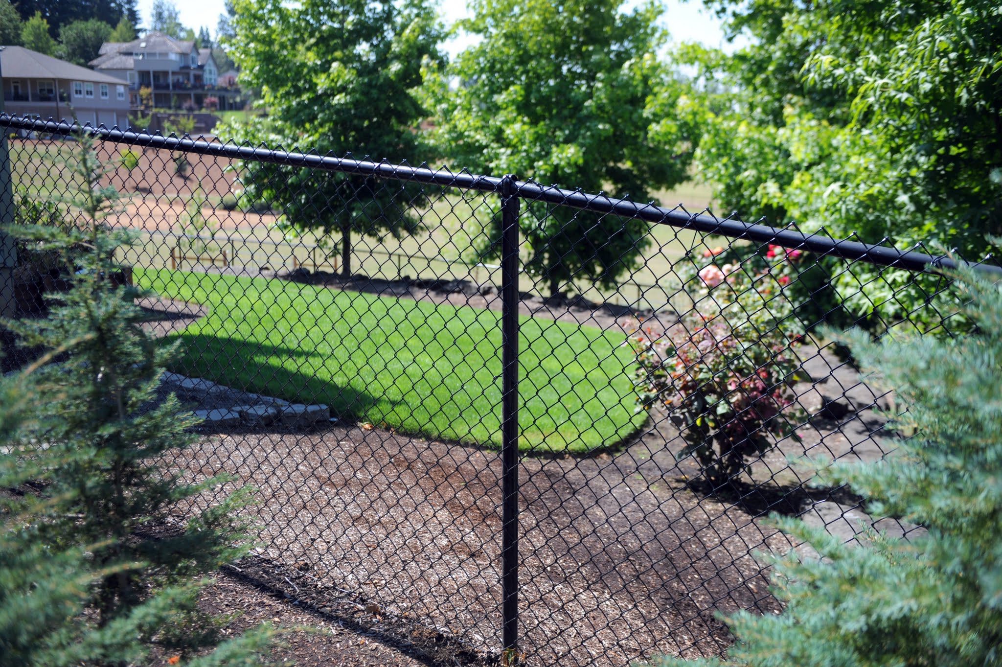 1035 Chain Link Fencing 5 foot tall black chain link fencing surrounding a lawn and shrub.