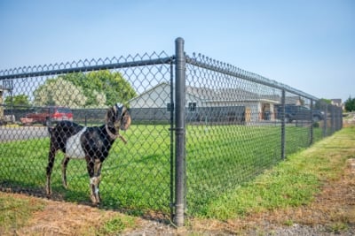 1048 Chain Link Fencing Black chain link fencing with a goat inside.