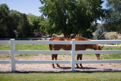 1051 Vinyl Pasture Rail Fencing Vinyl Pasture Rail Fencing keeping a horse fenced in